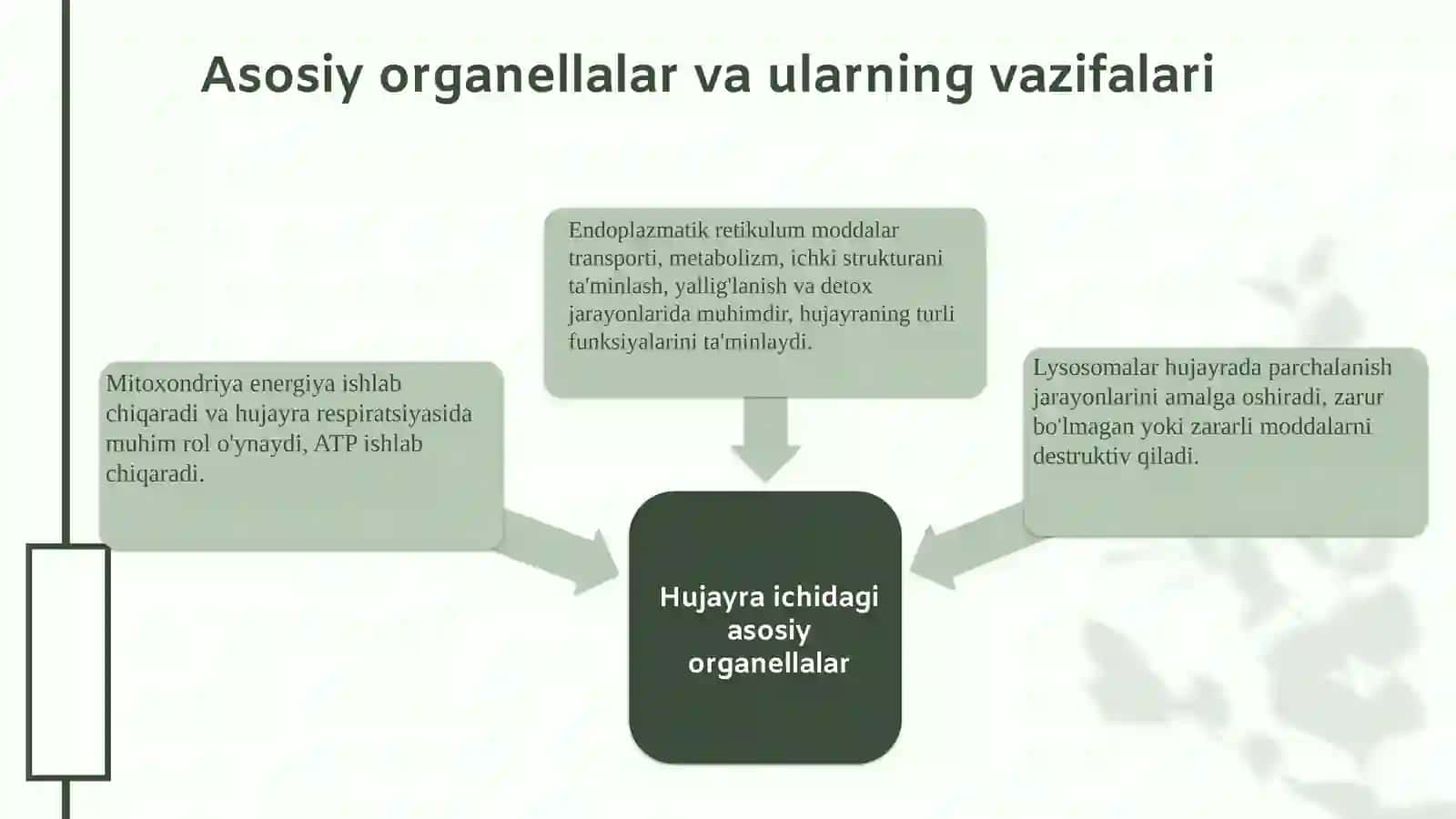 Hujayra tuzilishi 4