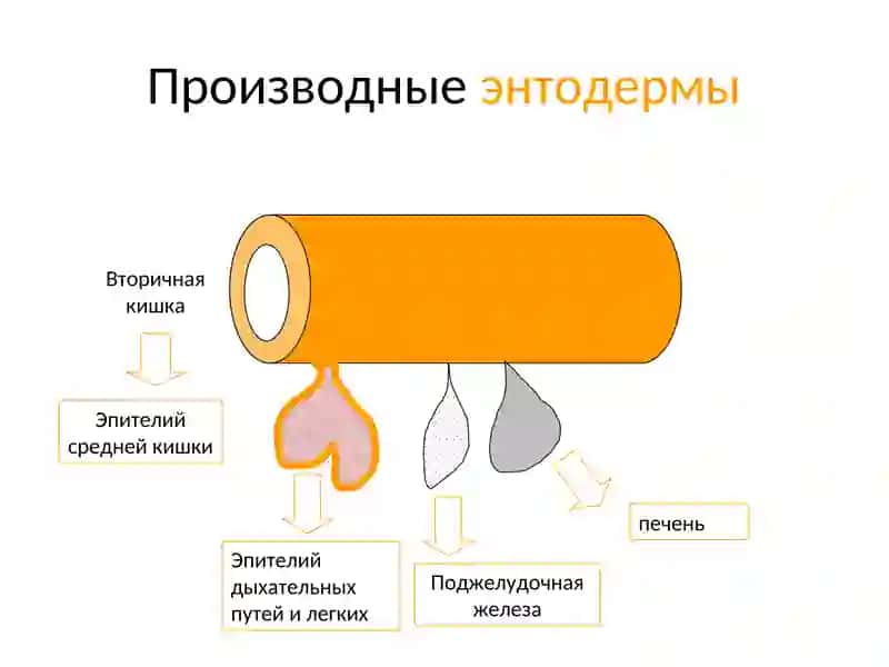 ОРГАНОГЕНЕЗ 4