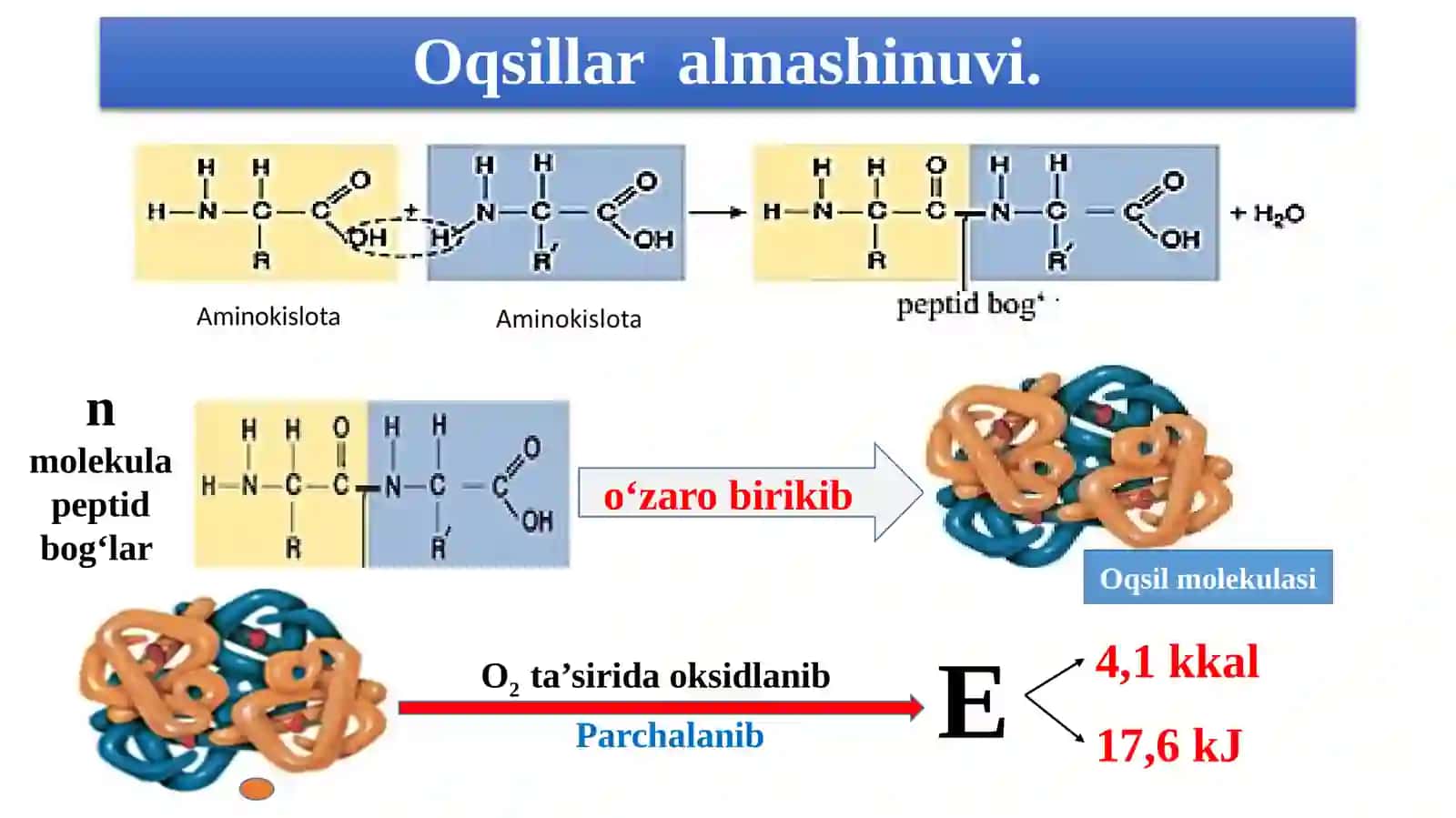 "Oqsillar, yog‘lar va  karbonsuvlar almashinuvi" mavzusida 8-sinf biologiya fanidan dars ishlanma. 4