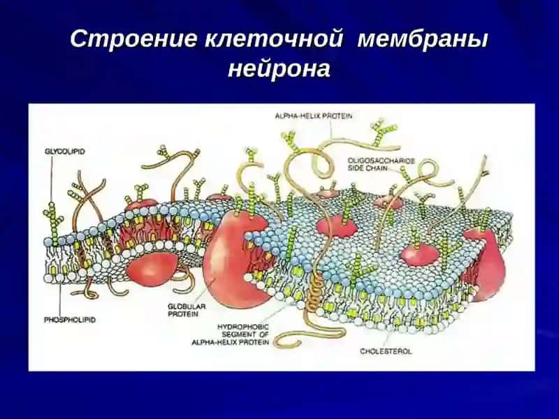 Клеточная мембрана нейрона 4