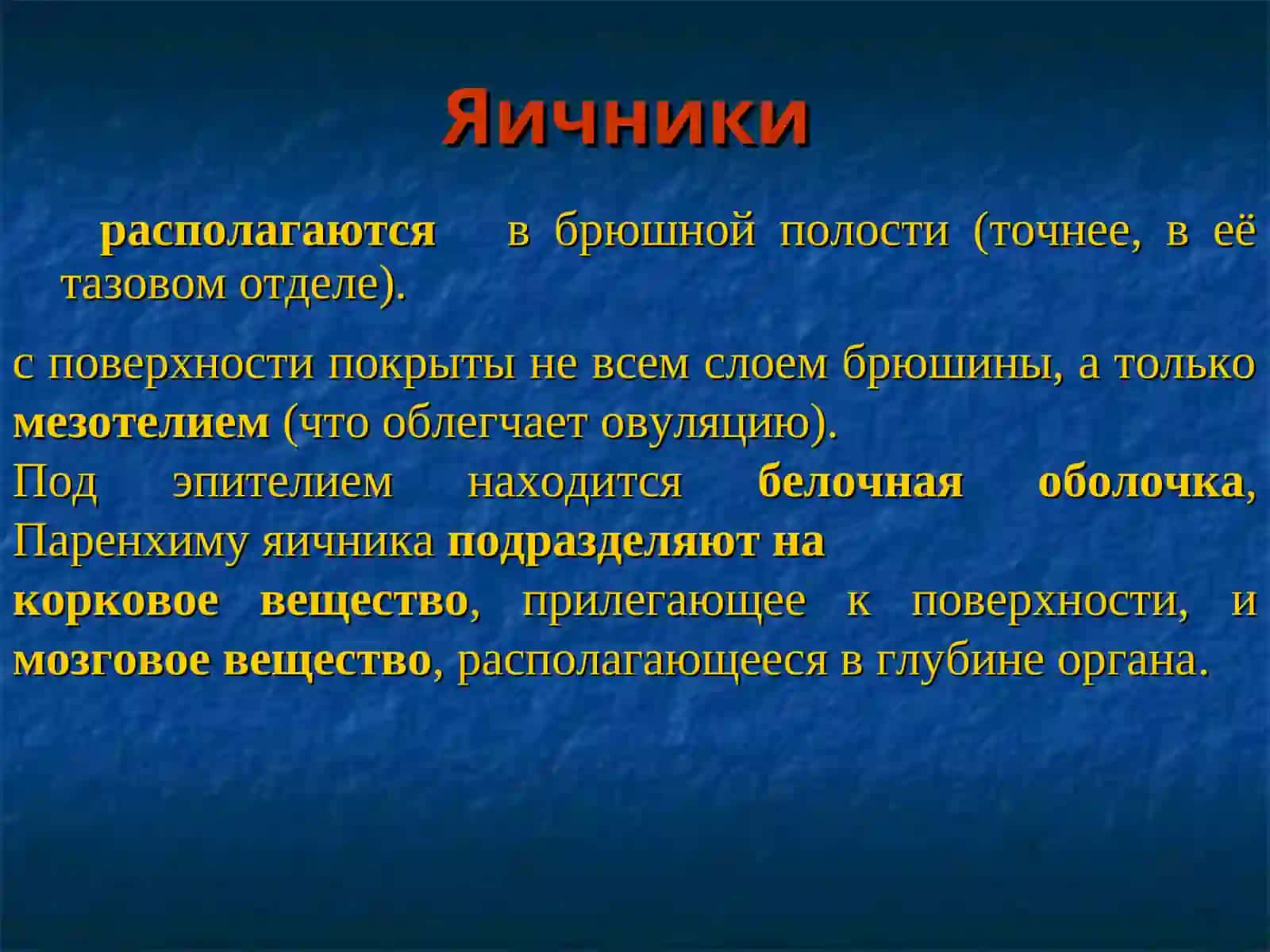 Женская половая система 4