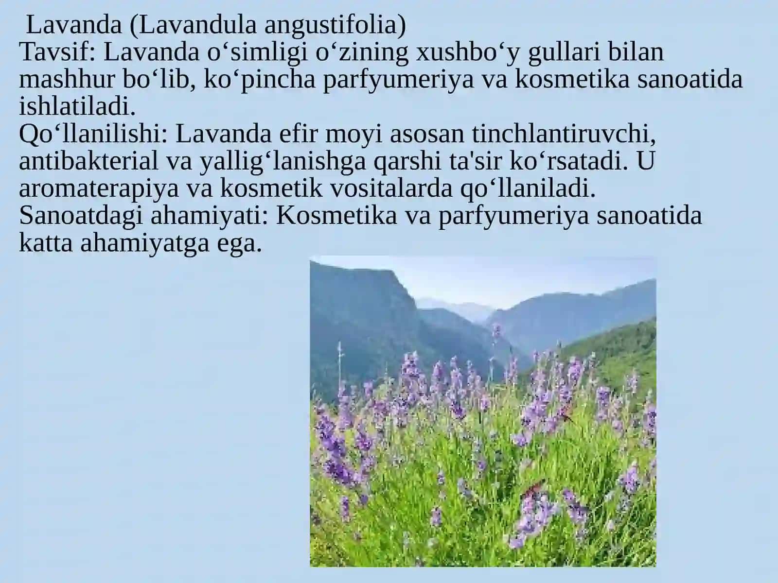 Shuvoq (Glycyrrhiza glabra) 4