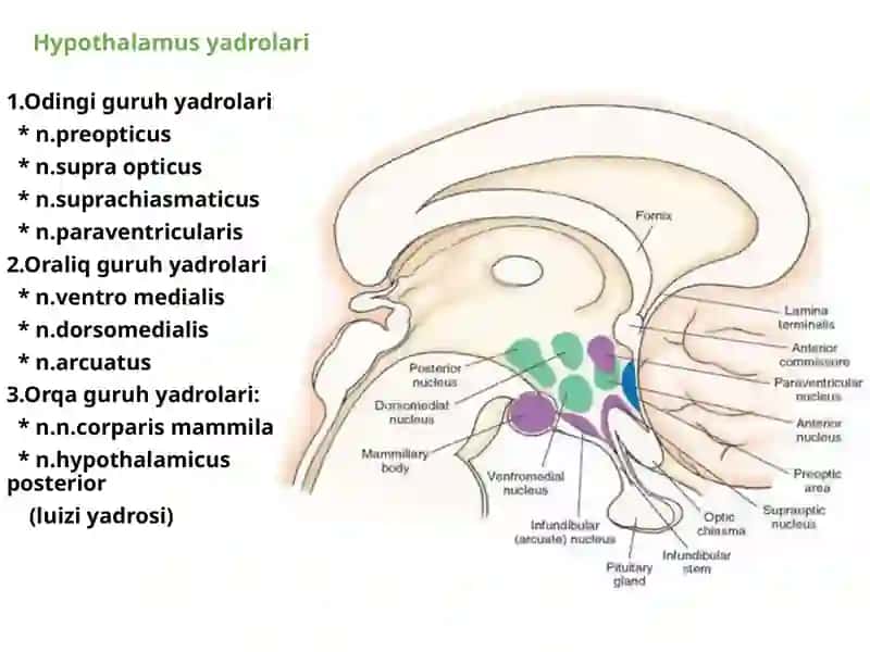 Hypothalamus 4