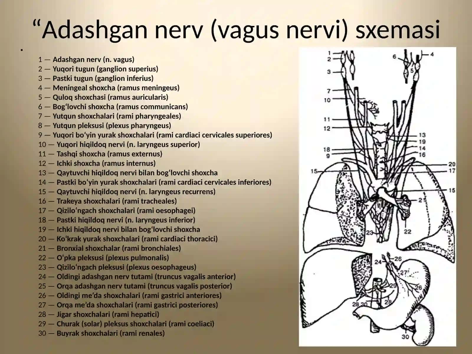 Anatomiya fanidan mustaqilish 4