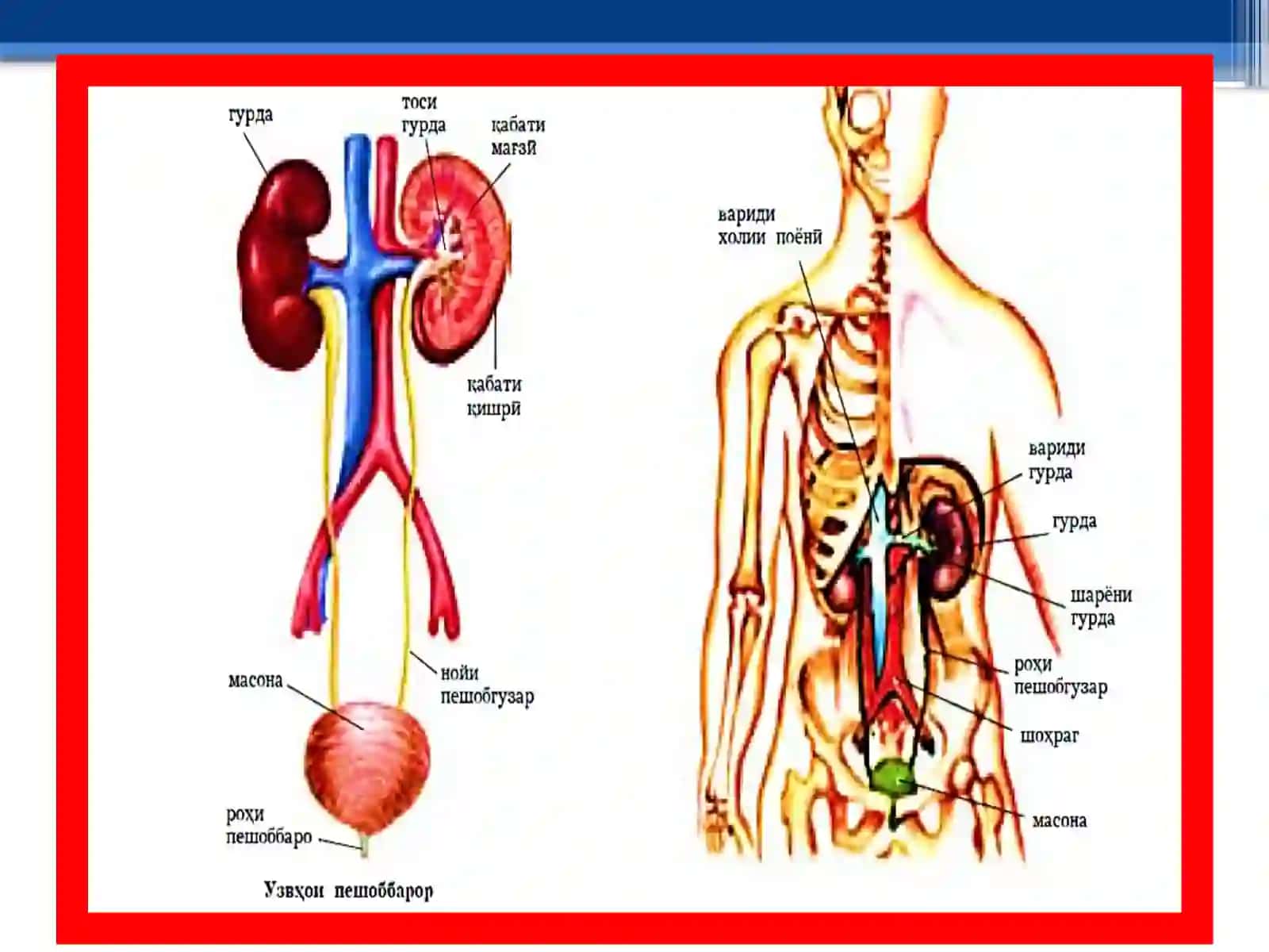 Buyrak va Siydik Anatomiya 4