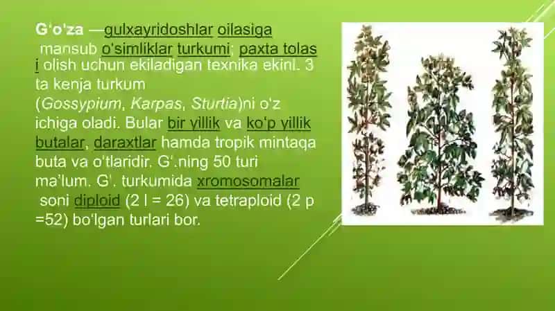 Yerni kuzga bug'doy va g'o'za ekishga tayyorlash 4