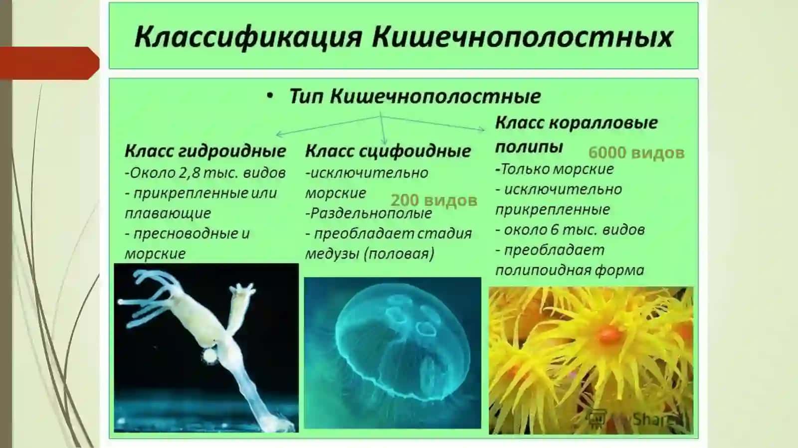 Кишечнополостные 4