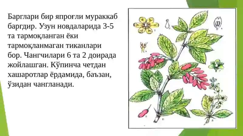 DORIVOR UZIMLIK 4
