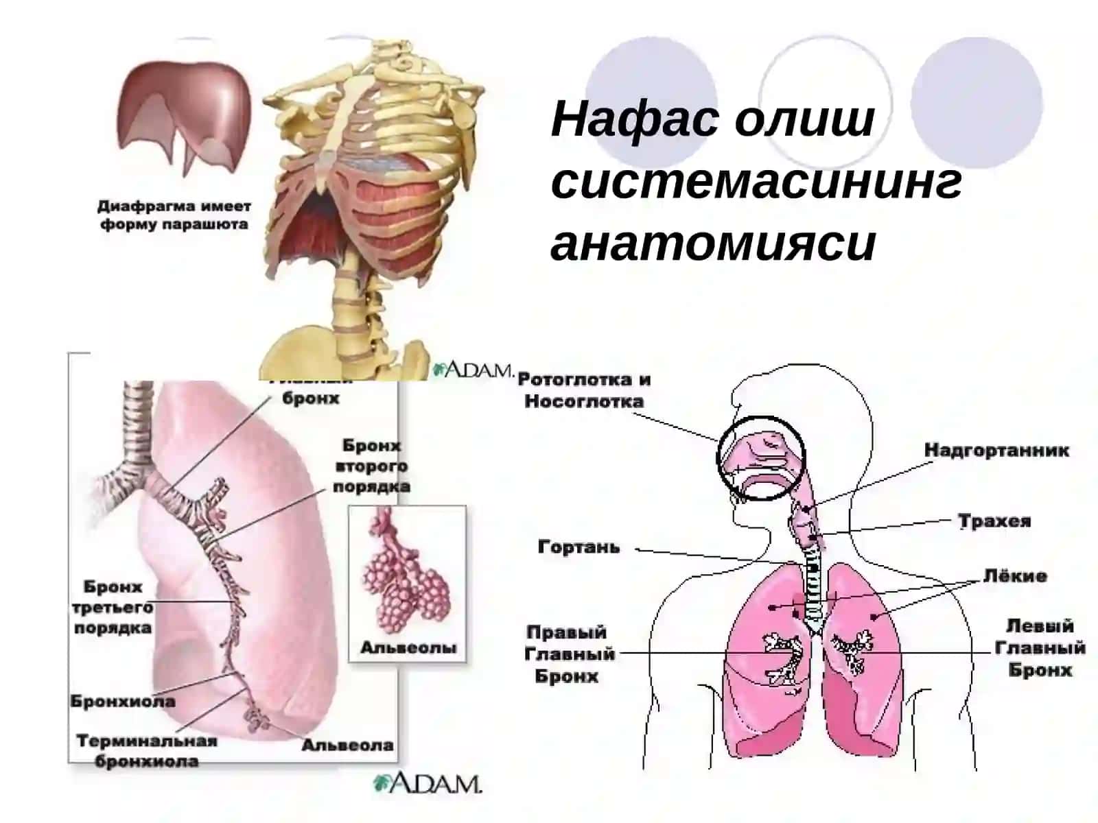 Шошилинч респиратор ва аллергик холатлар 4