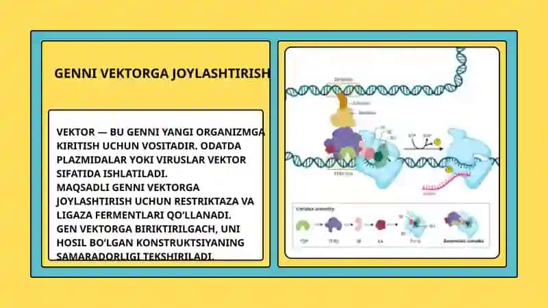 Transgen organizm olish 4