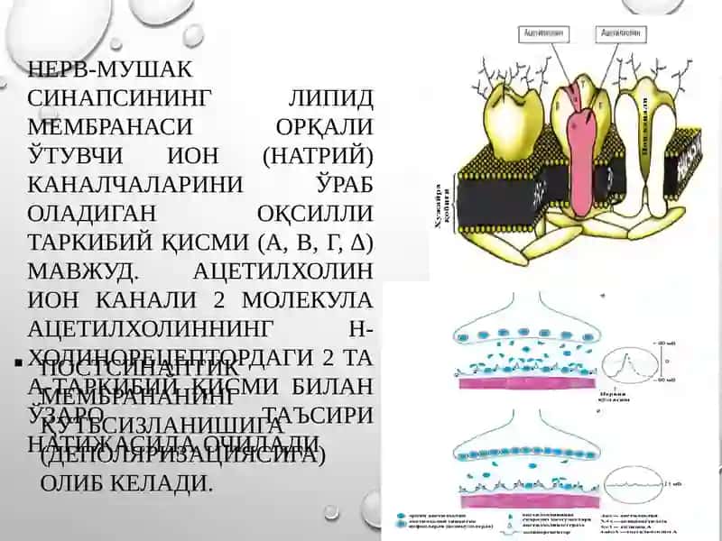 Эфферент иннервация 4