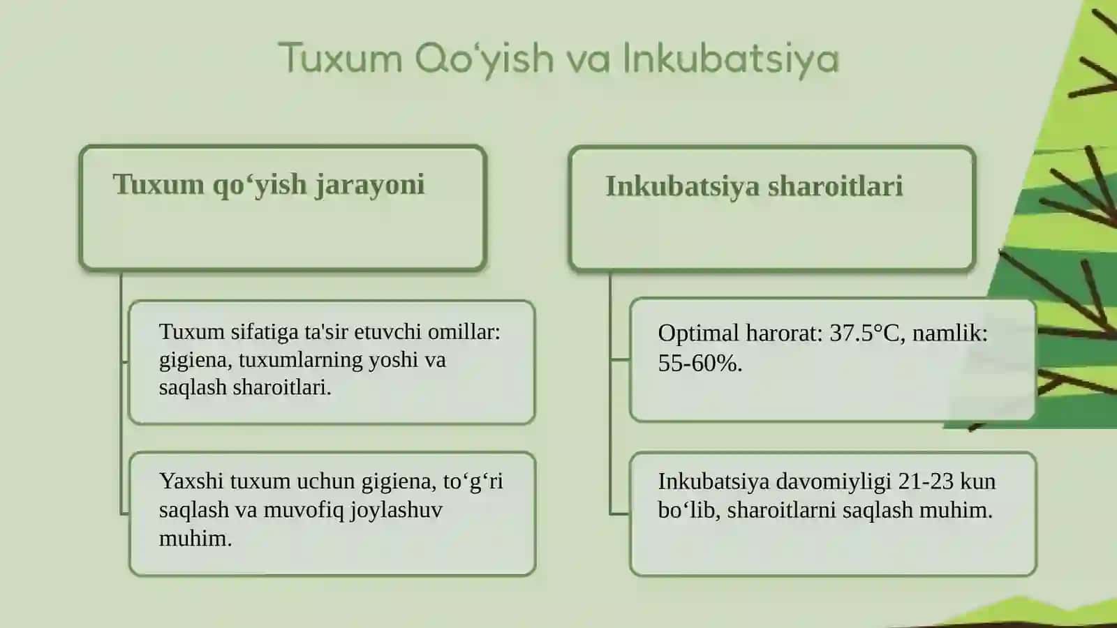 Paranda Go‘shtini Yetishtirish 4