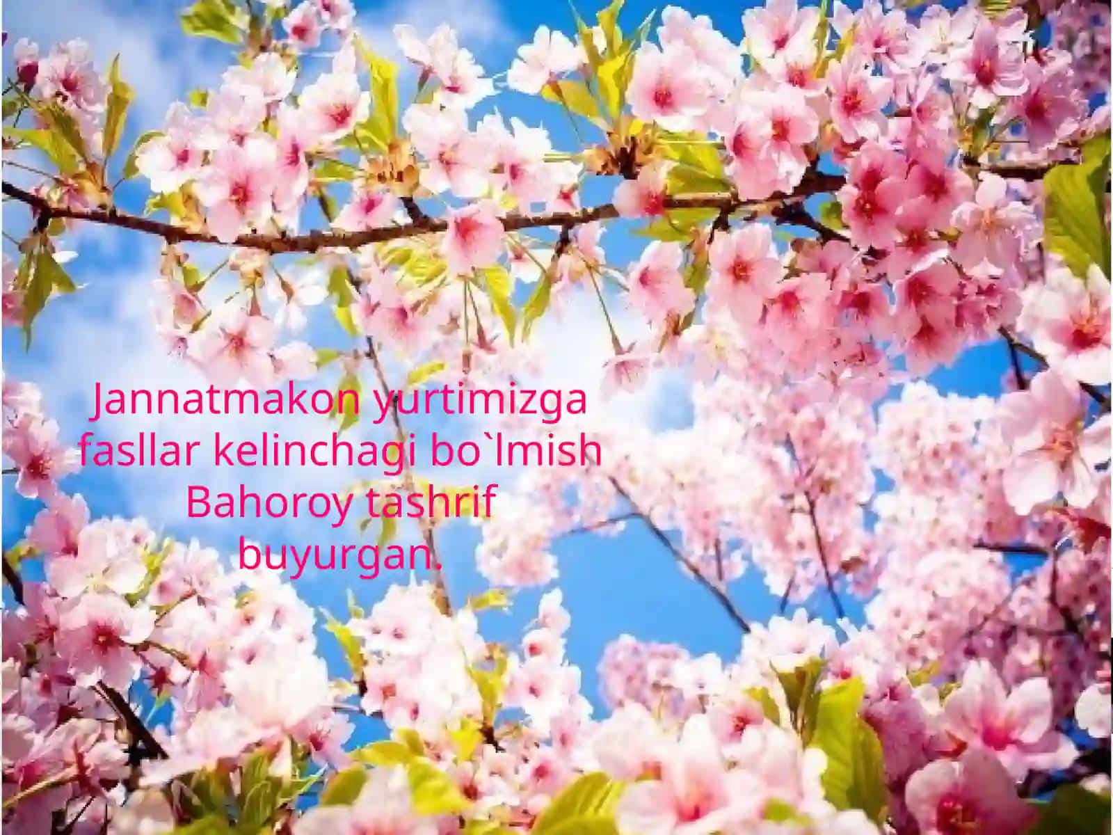 "Moychechak" she'ri 4