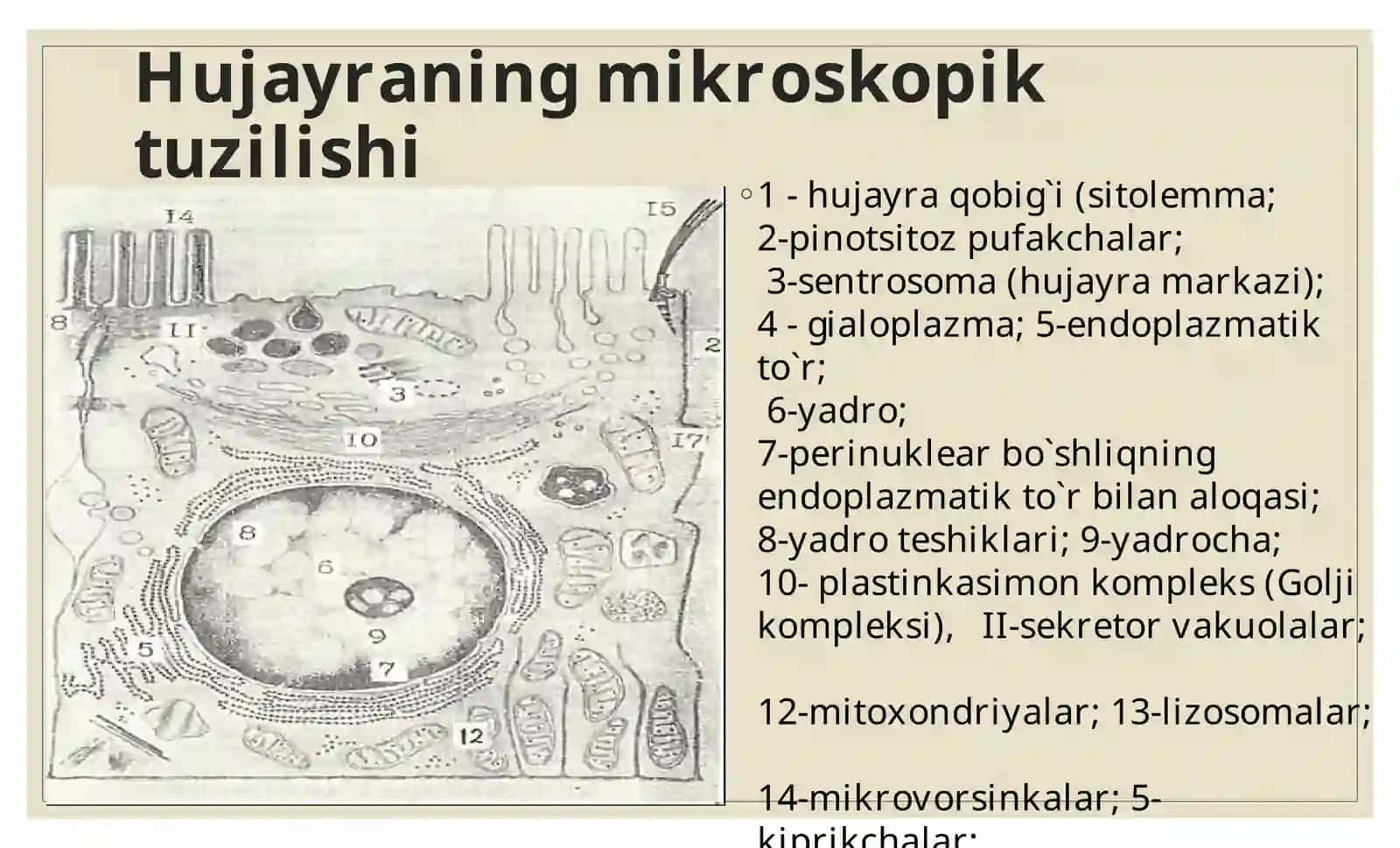 Gistologiya 4