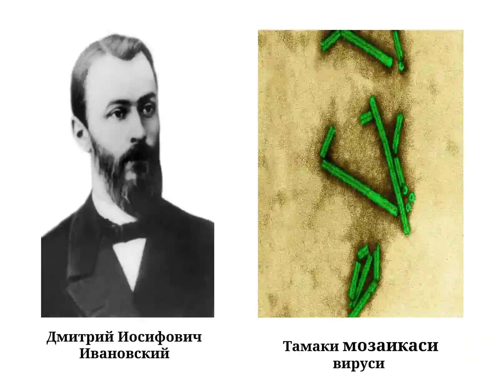 Умумий вирусология 4