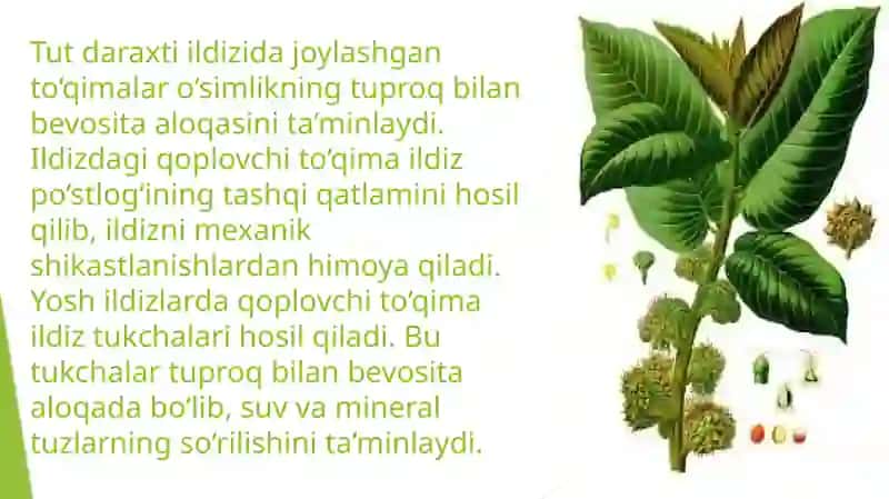 Tut organlarida tuqimalarning faoliyati 4