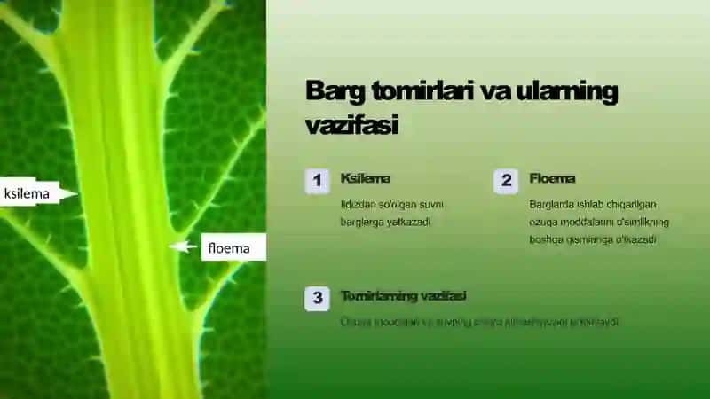 Prezentaciya (taqdimot) 4