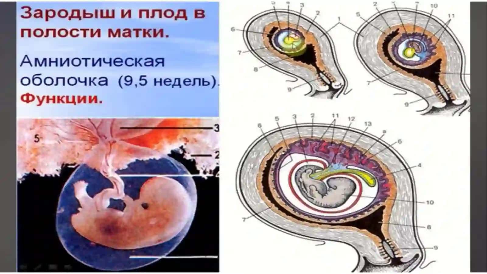 Эмбриология ч.2 4