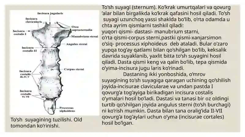 Ko'krak qafasinings uyaklari 4