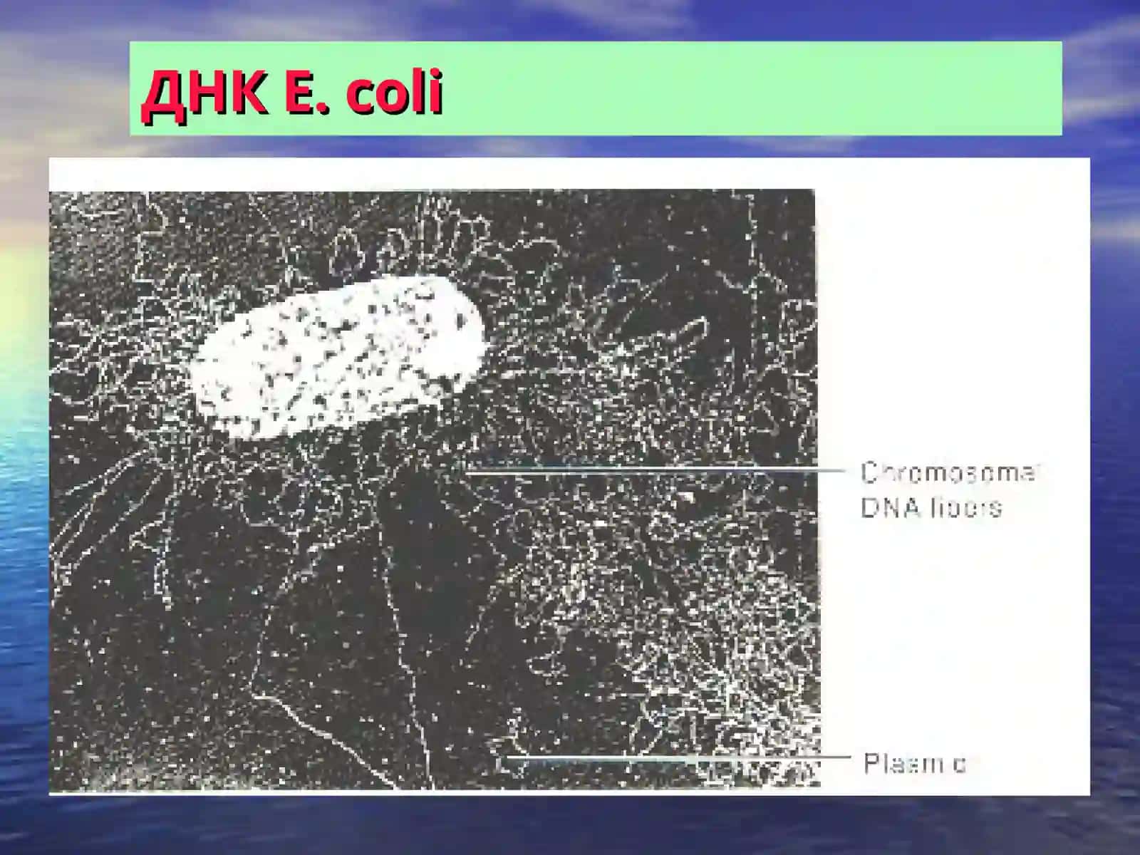 ГЕНЕТИКА МИКРООРГАНИЗМОВ 4