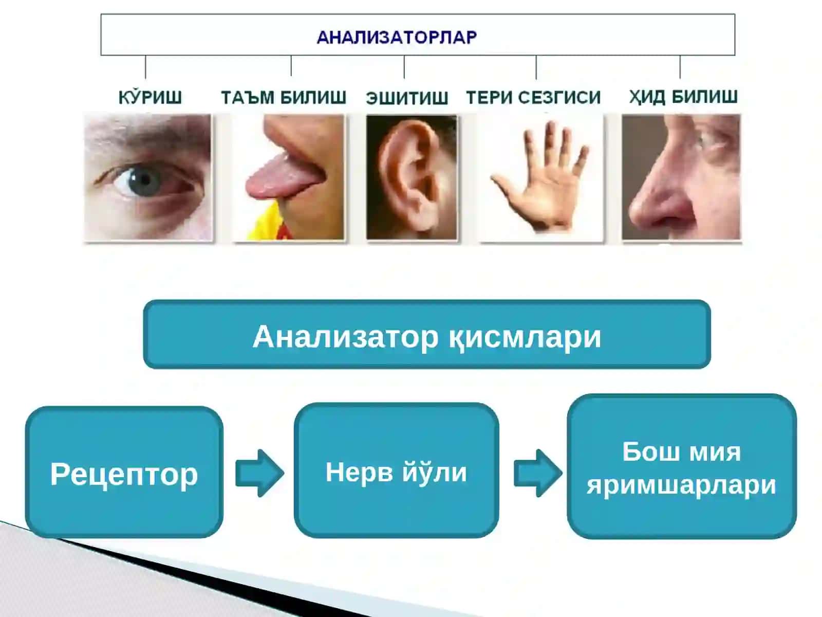 Анализаторларнинг тузилиши ва аҳамияти 4
