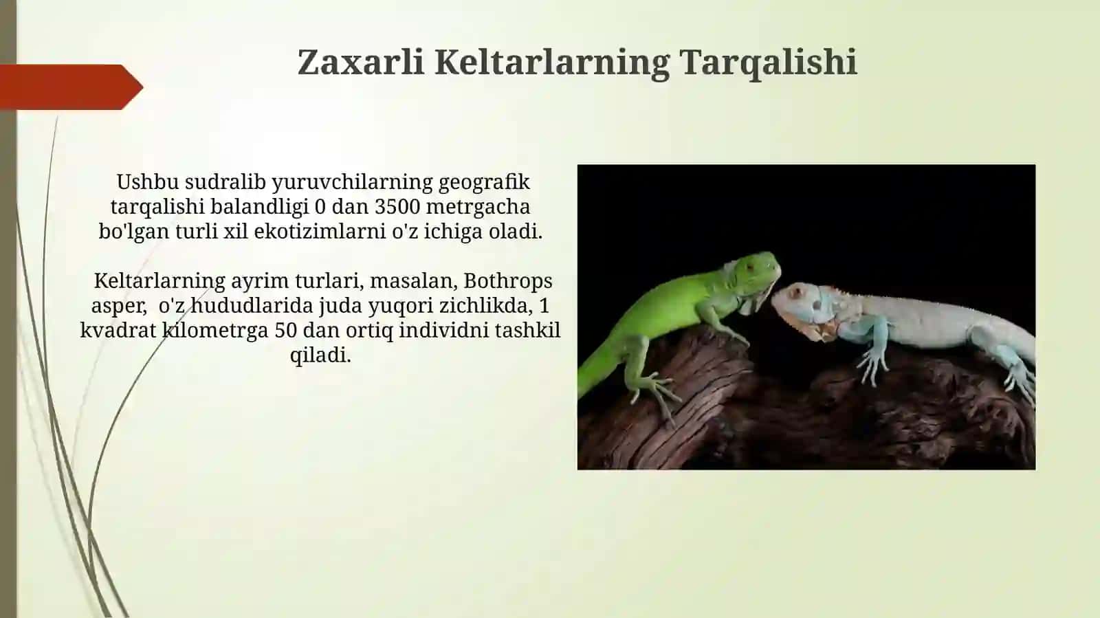 Zaxarli Kaltakesaklar 4