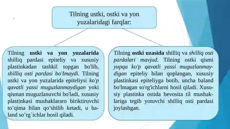 Ta’m bilish a’zosinng morfo-funksional tavsifi 4