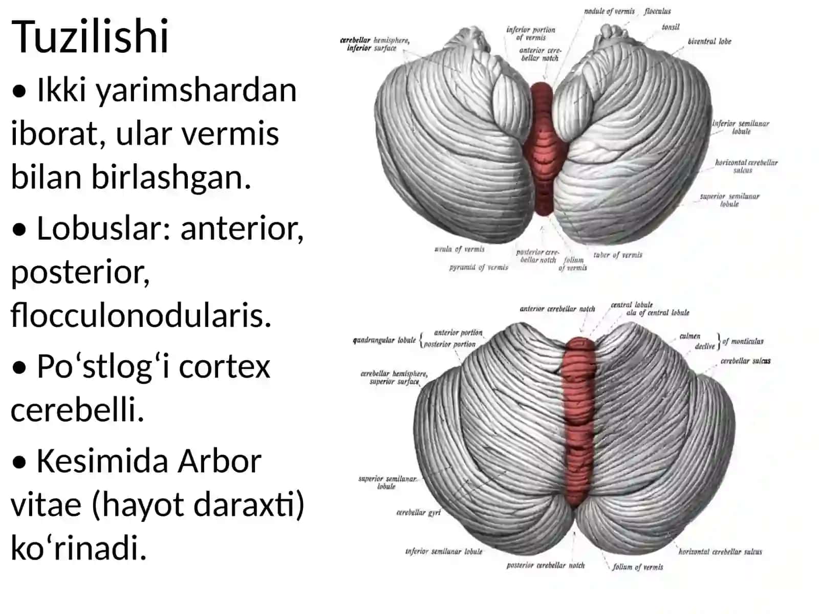 Miyacha (Cerebellum) 4