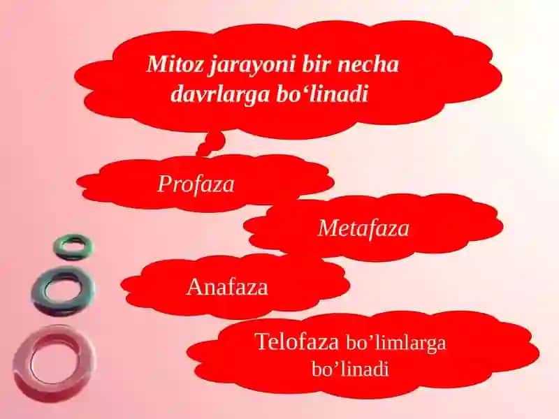 Sitokinez, mitoz va meyoz 4