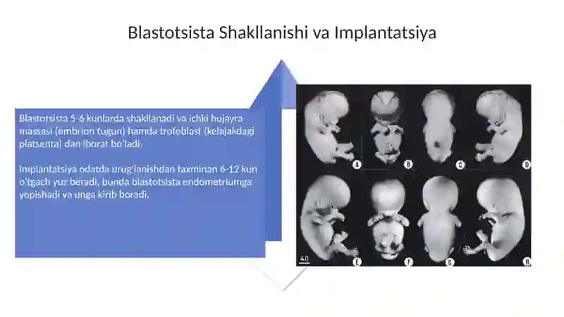 Embrional rivojlanish davri 4