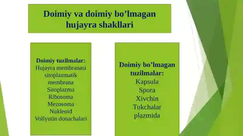 Bakteriya hujayrasining tuzilishi 4