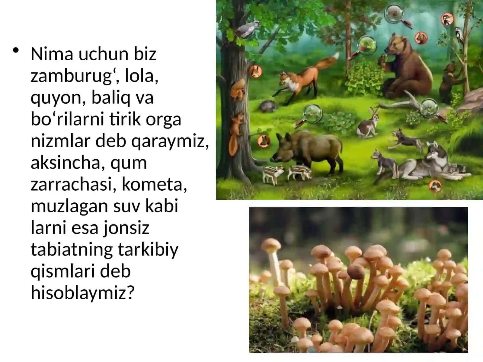 §.Tirik organizmlarning o‘ziga xos xususiyatlari 4