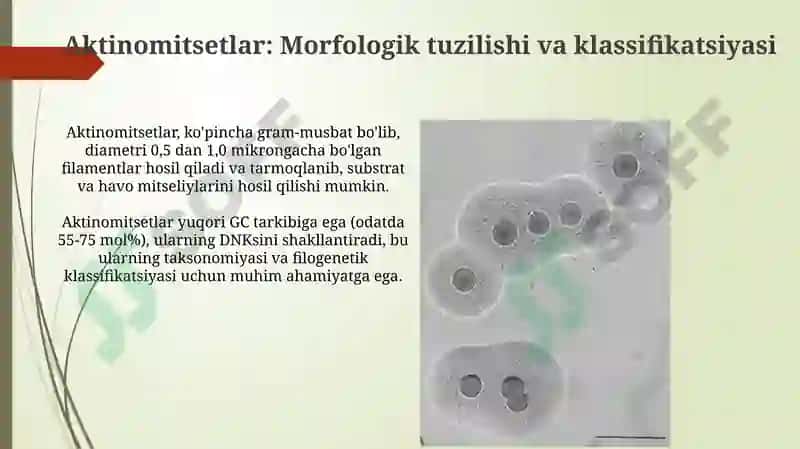Bakteriyalarning morfologiyasi 5