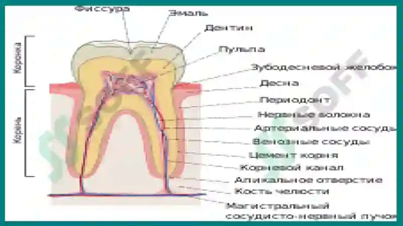 Tishlarning anatomik tuzilishi 5