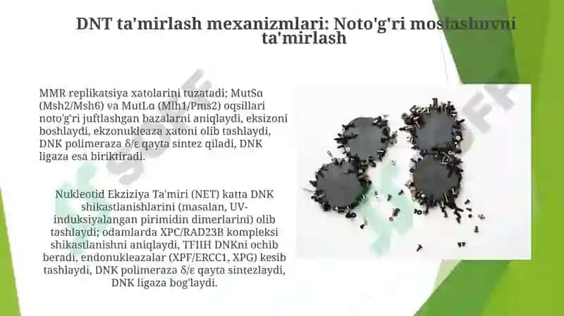 Mutatsiya va DNK reparatsiyasining molekulyar mexanizmlari 5