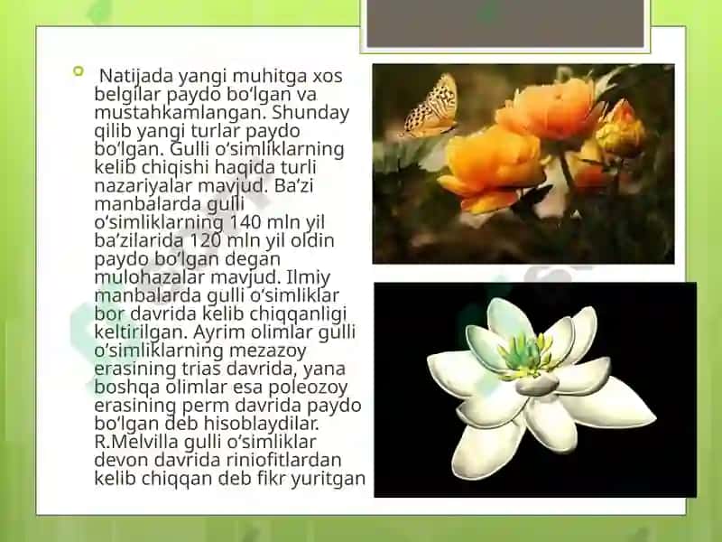 Gulli O'simliklar 5