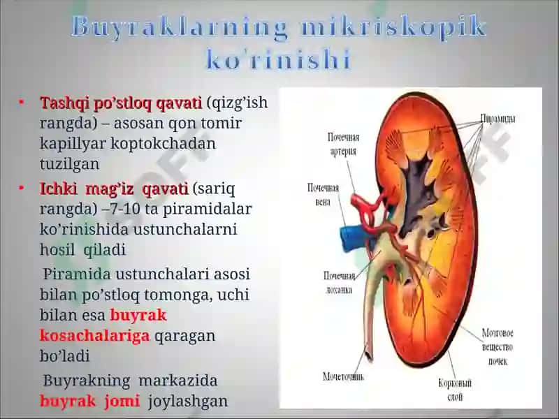 Buyraklar 5