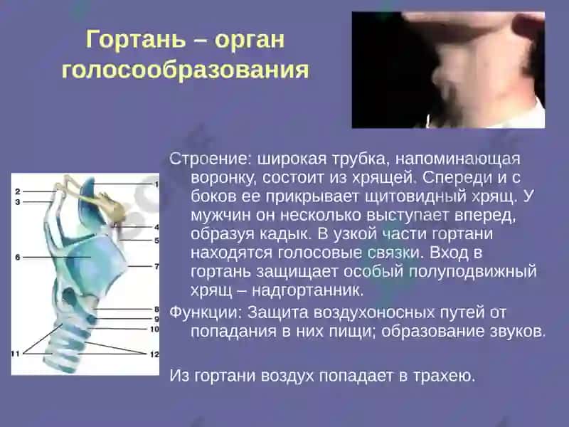 Rus tili fanidan mustaqil ish. nafas olish sistemasiga 5