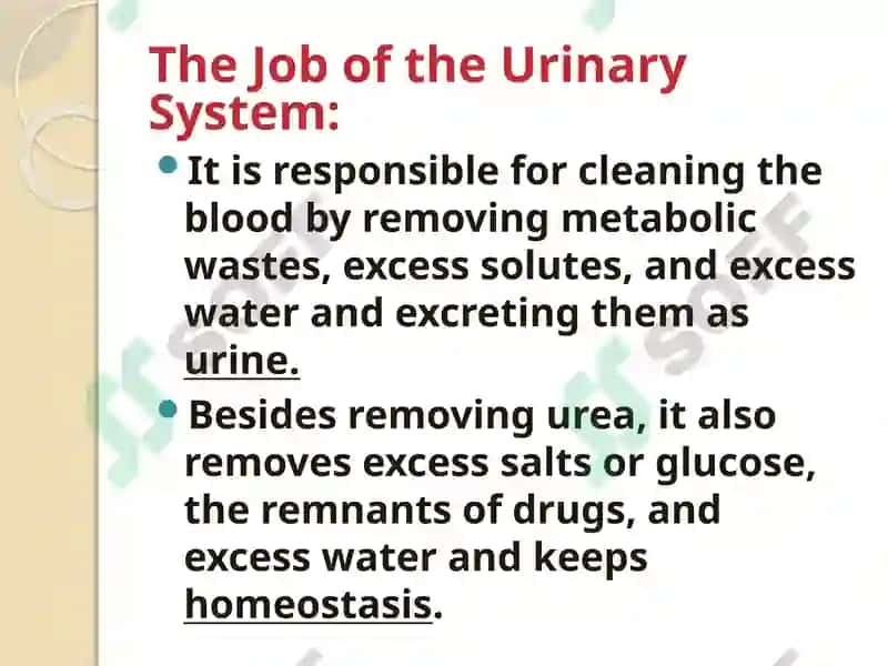 Urine Formation 5