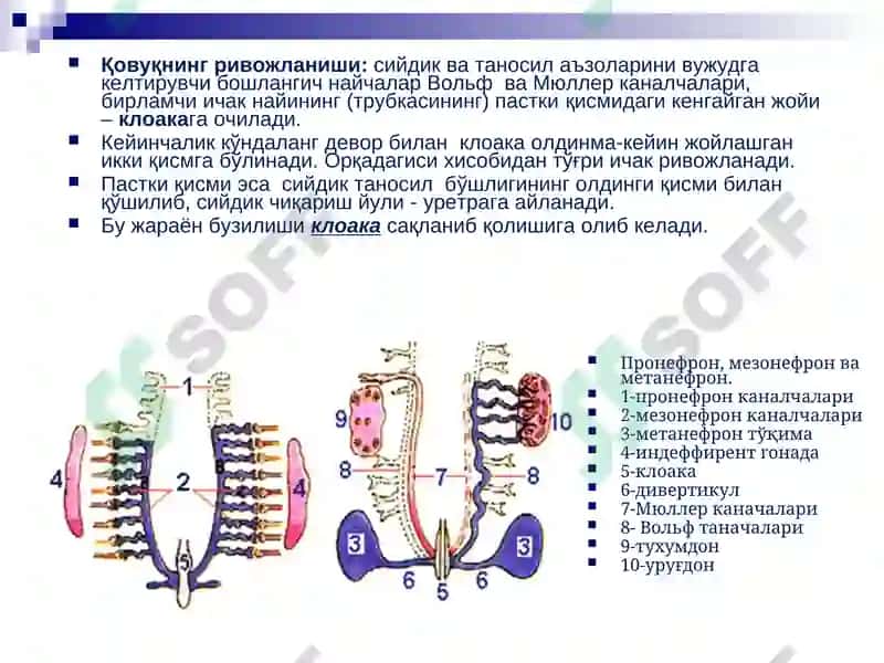 Болалар касалликлари пропедевтикаси 5