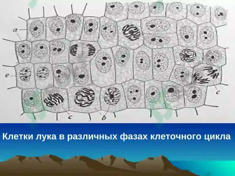 genetika 5