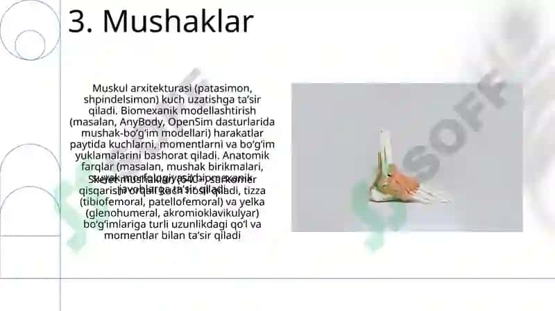 Bo'g'imlarning biomexanikasi. Anatomiya 5