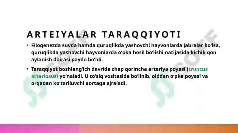 Yurak tuzilishi 5