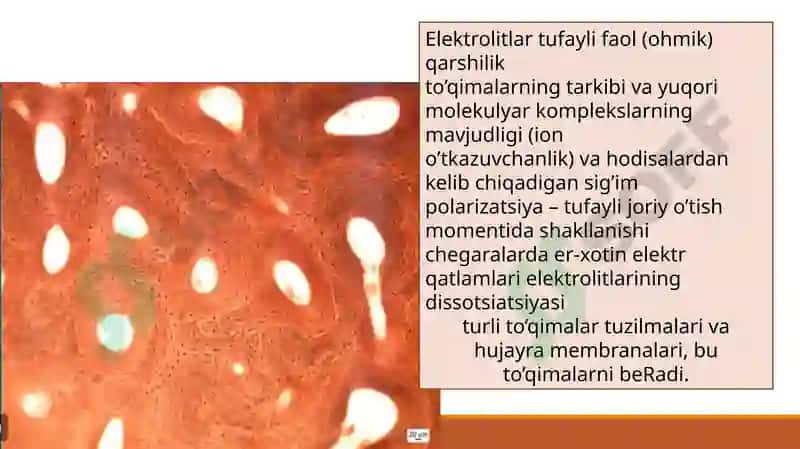 Organizmtoʻqimalarining elekttokiga impedansi 5