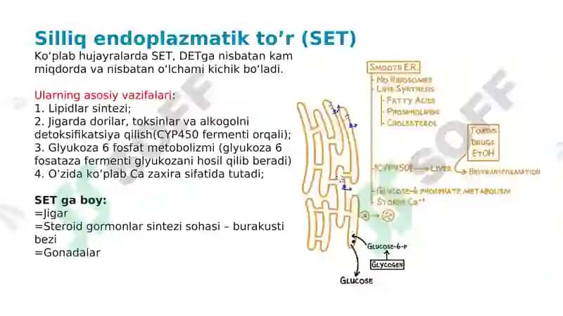 Organoidlar: Endoplazmatik to'r Golji apparati 5
