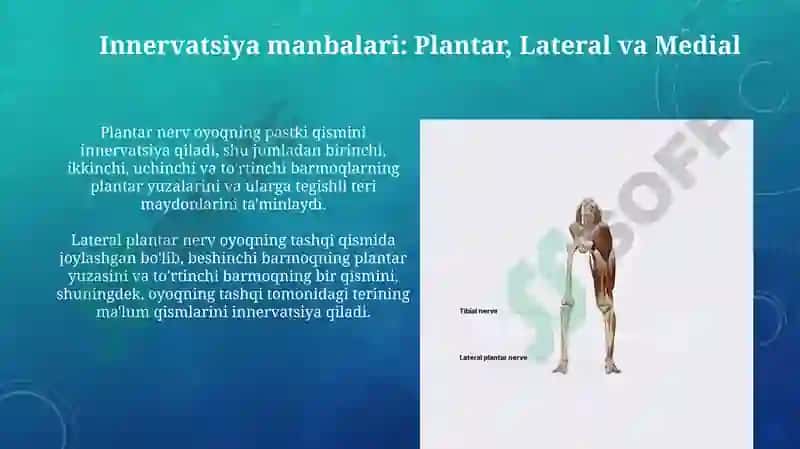 Oyoq terisini inervatsiyasi 5