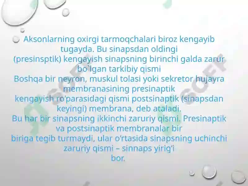 Sinapslar fiziologiyasi 5