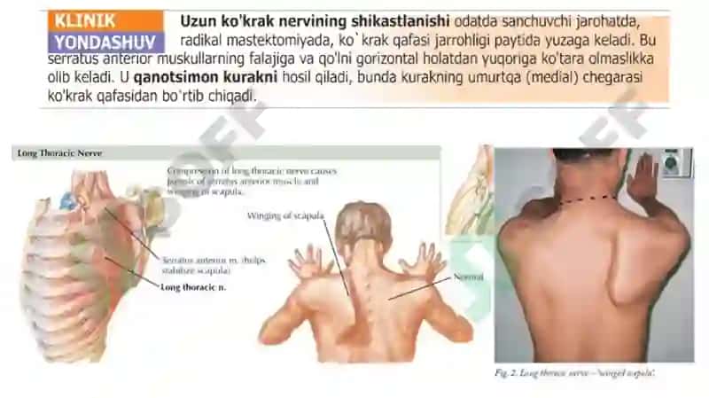 Yelka chigali. 5