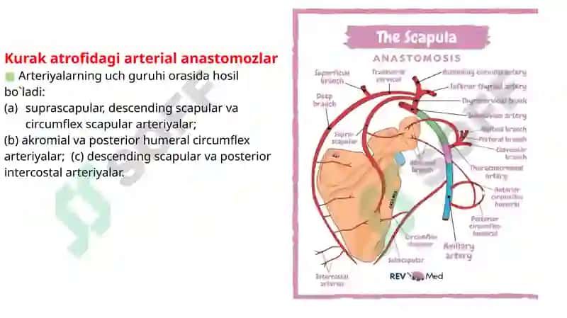 O’mrov osti arteriya tarmoqlari, Aksillar arteriya. 5