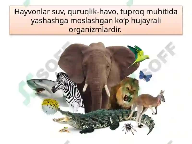 HAYVONOT DUNYOSI 5